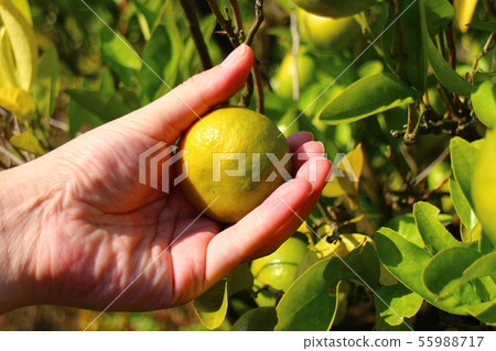 橙色蜂蜜馬克 橙色蜂蜜馬克 55988717