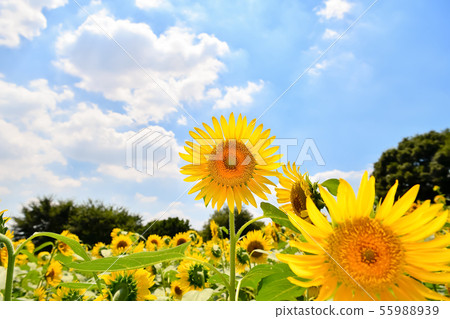 Summer image 55988939