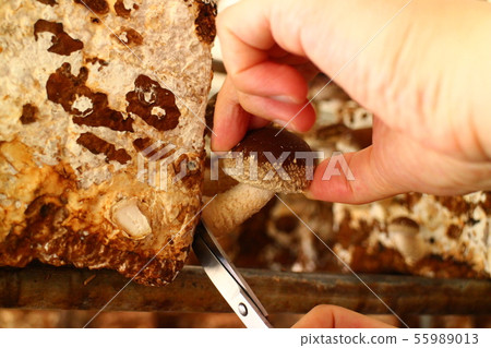 Mushroom hunting image Mushroom hunting image 55989013