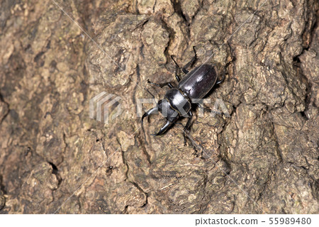 Dorcus rectus 55989480
