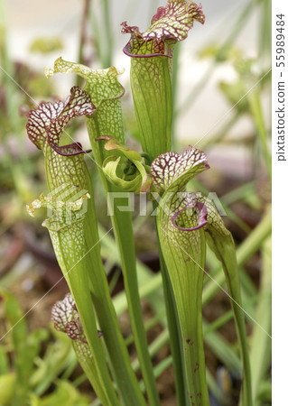 Salacenia 55989484