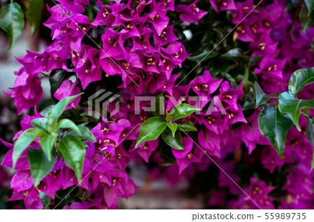 Purple bougenville flowers with white brick background Purple bougenville flowers with white brick background 55989735