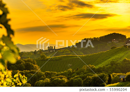 Austrian grape hills view from wine road in 55990204