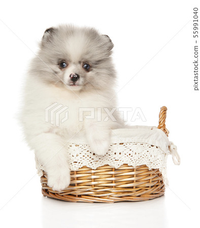Pomeranian Spitz puppy marble color in baster Pomeranian Spitz puppy marble color in baster 55991040