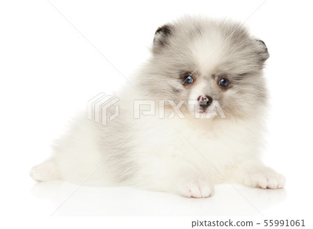 Marble color Pomeranian Spitz puppy lying Marble color Pomeranian Spitz puppy lying 55991061