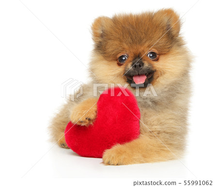Pomeranian Spitz puppy with red Valentine heart Pomeranian Spitz puppy with red Valentine heart 55991062
