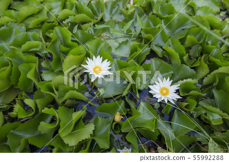 blossom lotus flower in a pond, focus selective 55992288