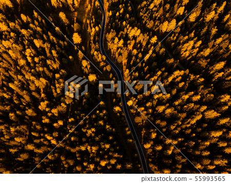 Aerial view of thick forest in autumn with road cutting through 55993565