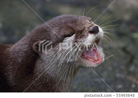 Otter portrait Otter portrait 55993648