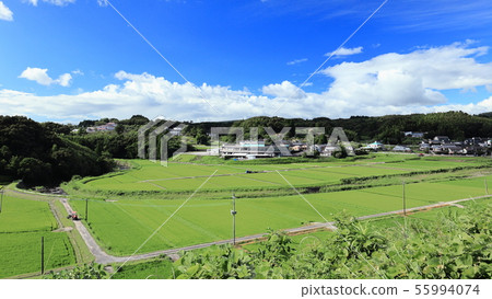 鄉下風景夏天米領域和藍天 55994074