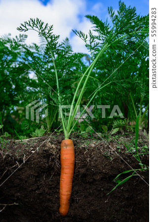 carrots in the soil at shallow depth of field carrots in the soil at shallow depth of field 55994283