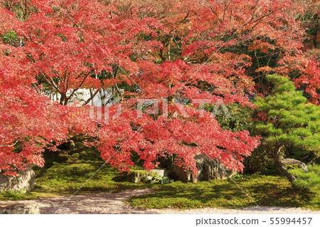 Kyoto / Nanzenji / Tensho / Autumn / Autumn Leaves / Hojo Front Garden (East Garden) 55994457