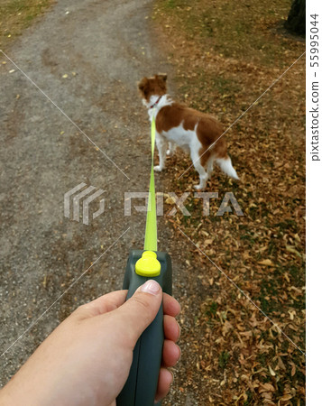 Owner walking with dog in the park. Obedient pet on a leash with his owner Owner walking with dog in the park. Obedient pet on a leash with his owner 55995044