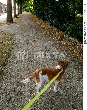 Owner walking with dog in the park. Obedient pet on a leash with his owner 55995051