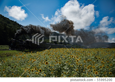 向日葵和SL銀河 55995200