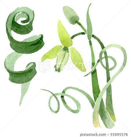 Albuca canadensis floral botanical flowers. Watercolor background set. Isolated albuca illustration Albuca canadensis floral botanical flowers. Watercolor background set. Isolated albuca illustration 55995576