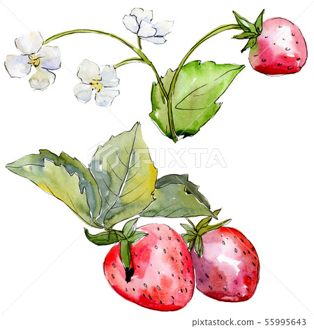 Strawberry healthy food in a watercolor style isolated. Watercolour background set. Isolated berry 55995643