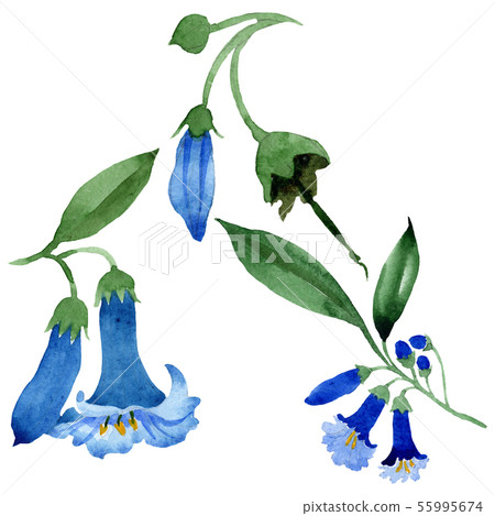 Blue brugmansia floral botanical flowers. Watercolor background set. Isolated brugmansia 55995674