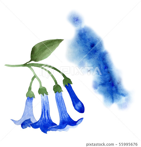 Blue brugmansia floral botanical flowers. Watercolor background set. Isolated brugmansia 55995676