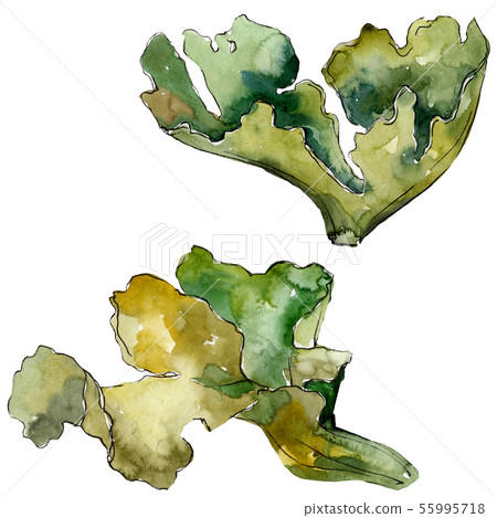 Green aquatic underwater nature coral reef. Watercolor background set. Isolated coral illustration Green aquatic underwater nature coral reef. Watercolor background set. Isolated coral illustration 55995718