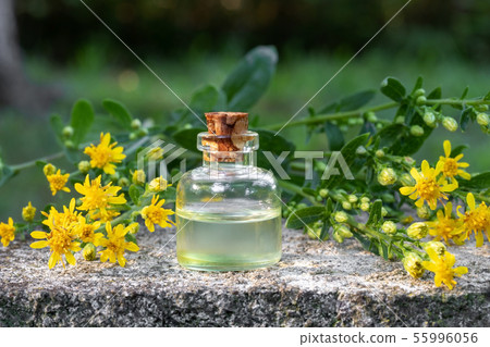 A bottle of essential oil with European goldenrod 55996056