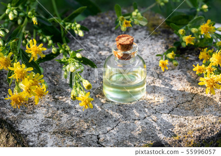 A bottle of essential oil with European goldenrod A bottle of essential oil with European goldenrod 55996057