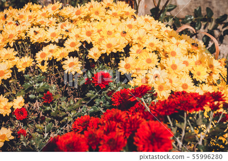 Summer and autumn blooming orange gerbera flowers background, bee on flower collects pollen. 55996280