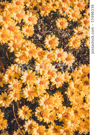 Summer and autumn blooming orange gerbera flowers background, bee on flower collects pollen. 55996336