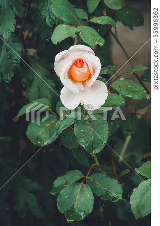 Creamy beautiful rose in summer garden in countryside on flowerbed. Creamy beautiful rose in summer garden in countryside on flowerbed. 55996362