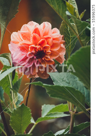 Dahlia is a lovely fragrant big flower in the home garden. Dahlia is a lovely fragrant big flower in the home garden. 55996375