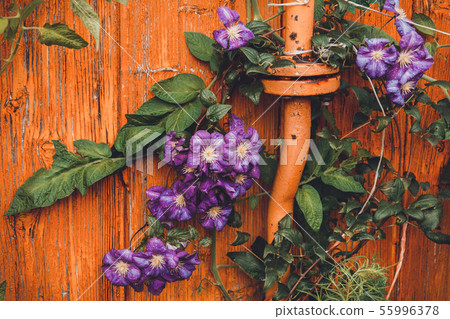Purple beautiful Clematis Jackmani flower at home. 55996378