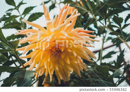 Dahlia is a lovely fragrant big flower in the home garden. Dahlia is a lovely fragrant big flower in the home garden. 55996382