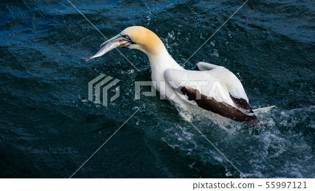 Northern Gannet Diving Northern Gannet Diving 55997121