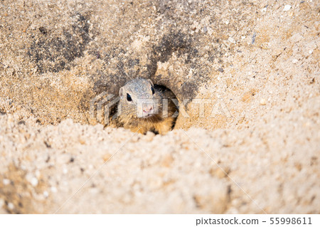 European ground squirrel, Spermophilus citellus, aka European souslik. Small rodent hidden in the European ground squirrel, Spermophilus citellus, aka European souslik. Small rodent hidden in the 55998611