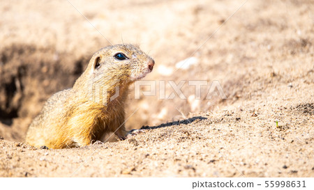 European ground squirrel, Spermophilus citellus, aka European souslik. Small cute rodent in natural 55998631