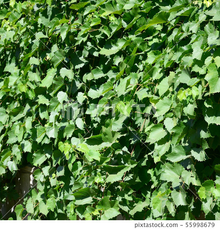 Texture of a wall overgrown with ivy from green Texture of a wall overgrown with ivy from green 55998679