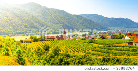 Sunny day in Wachau Valley. Landscape of vineyards and Danube River at Weissenkirchen, Austria Sunny day in Wachau Valley. Landscape of vineyards and Danube River at Weissenkirchen, Austria 55998764