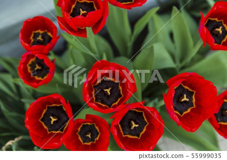 Group of red tulips in the park Group of red tulips in the park 55999035