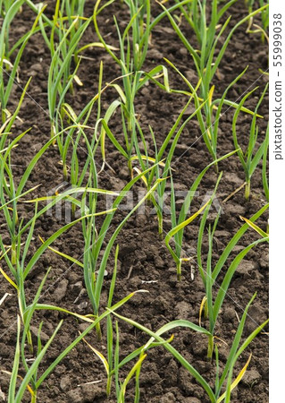 Rows of onions on the field Rows of onions on the field 55999038