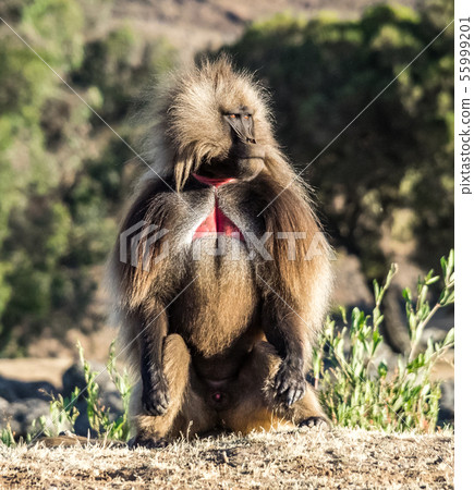 Gelada Baboon - Theropithecus Gelada. Simien Gelada Baboon - Theropithecus Gelada. Simien 55999201