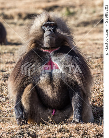 Gelada Baboon - Theropithecus Gelada. Simien Gelada Baboon - Theropithecus Gelada. Simien 55999202