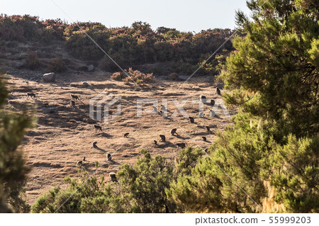 Gelada Baboon - Theropithecus Gelada. Simien Gelada Baboon - Theropithecus Gelada. Simien 55999203
