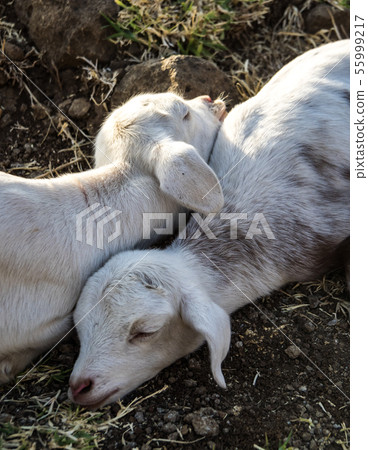 Goats in Ethiopia near the Blue Nile falls, Goats in Ethiopia near the Blue Nile falls, 55999217
