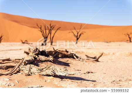 Dead trees in Namibias Deadvlei. 55999332