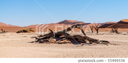 Dead trees in Namibias Deadvlei. Dead trees in Namibias Deadvlei. 55999336