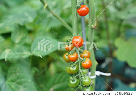 Mini tomato family garden Mini tomato family garden 55999828