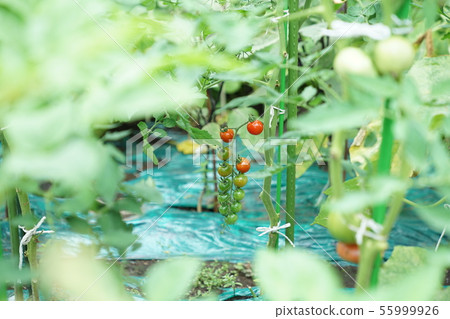Mini tomato family garden 55999926