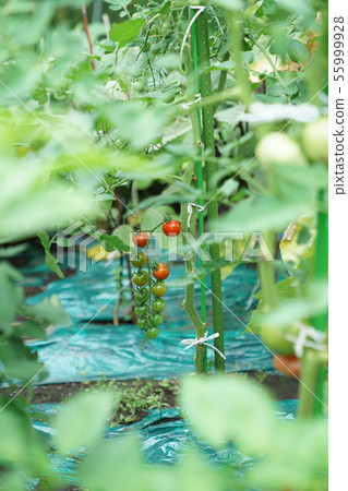 Mini tomato family garden 55999928