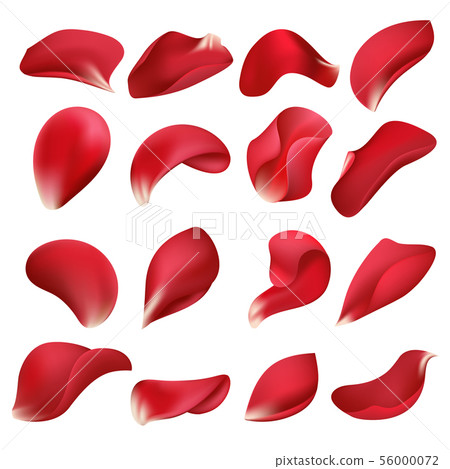 Realistic red rose flower petals isolated on white background vector set Realistic red rose flower petals isolated on white background vector set 56000072