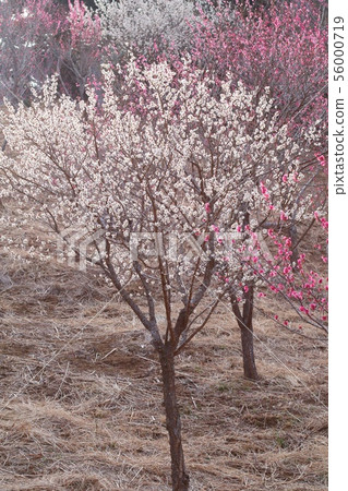 Plum tree flower Plum tree flower 56000719